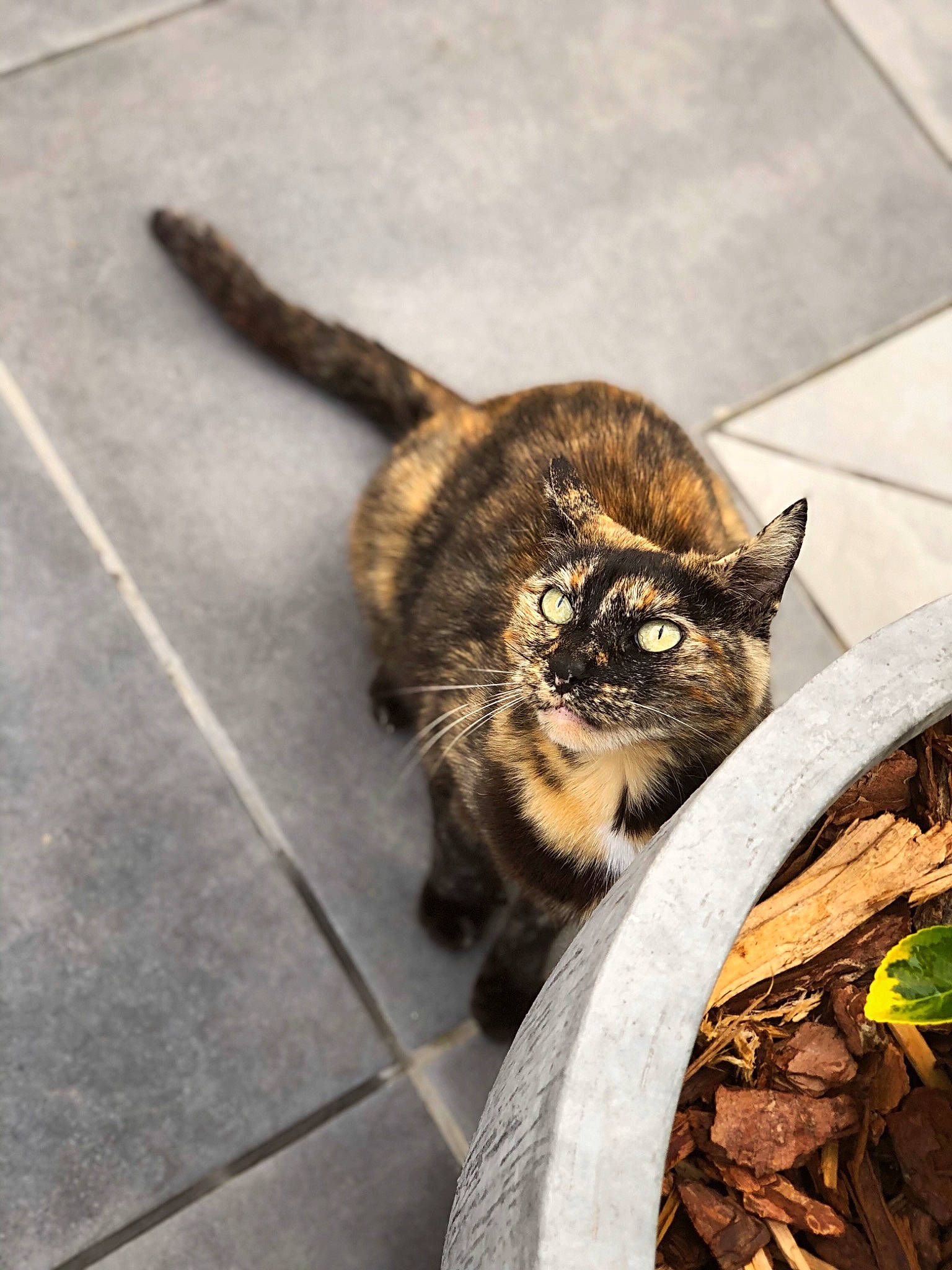 Nala