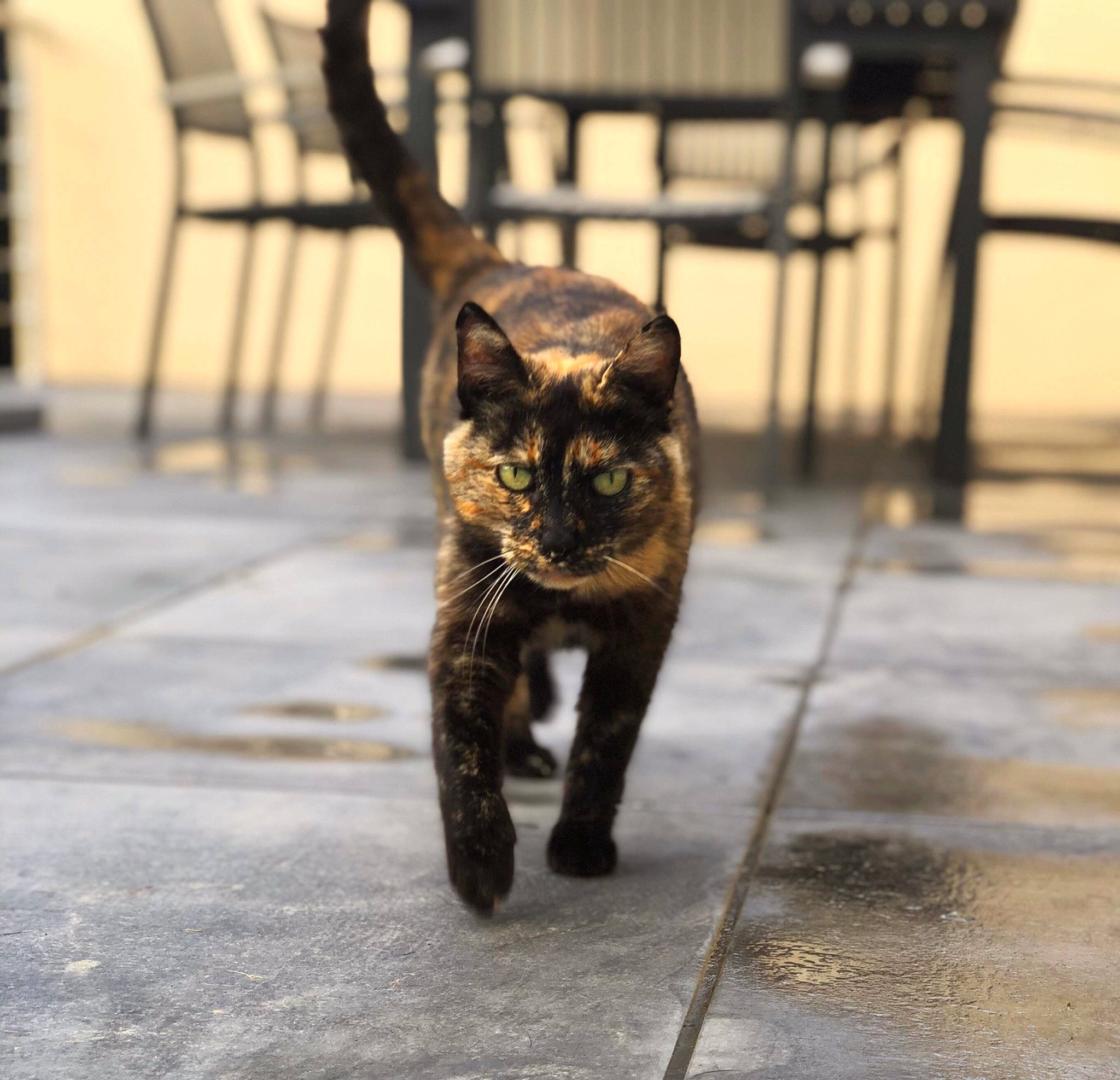 Nala participe au concours pour gagner de l'argent avec cette photo : carnivore, cat, domestic_short_haired_cat, eye, felidae, floor, flooring, fur, grey, metal, road_surface, shadow, small_to_medium_sized_cats, snout, tail, terrestrial_animal, tints_and_shades, tree, whiskers, wood