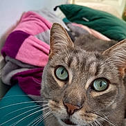 Kiwi a rejoint le concours — aidez-le/la à gagner de superbes lots ! cat, close_up, gray_tabby, green_eyes, whiskers, face, pet, indoor, blanket, fabric, feline, curious, resting, animal, soft, ears, nose, portrait, comfort, domestic