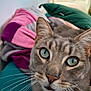 cat, close_up, gray_tabby, green_eyes, whiskers, face, pet, indoor, blanket, fabric, feline, curious, resting, animal, soft, ears, nose, portrait, comfort, domestic