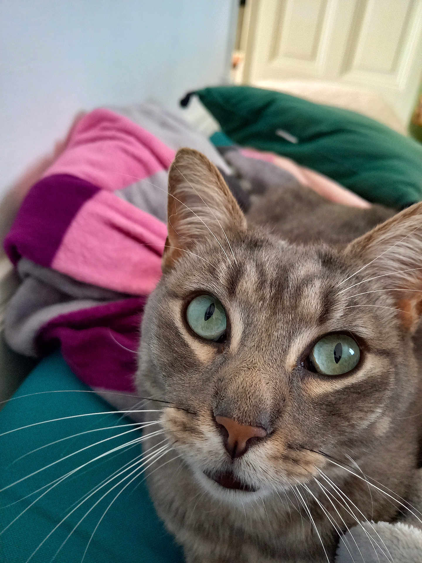 Kiwi a rejoint le concours — aidez-le/la à gagner de superbes lots ! cat, close_up, gray_tabby, green_eyes, whiskers, face, pet, indoor, blanket, fabric, feline, curious, resting, animal, soft, ears, nose, portrait, comfort, domestic