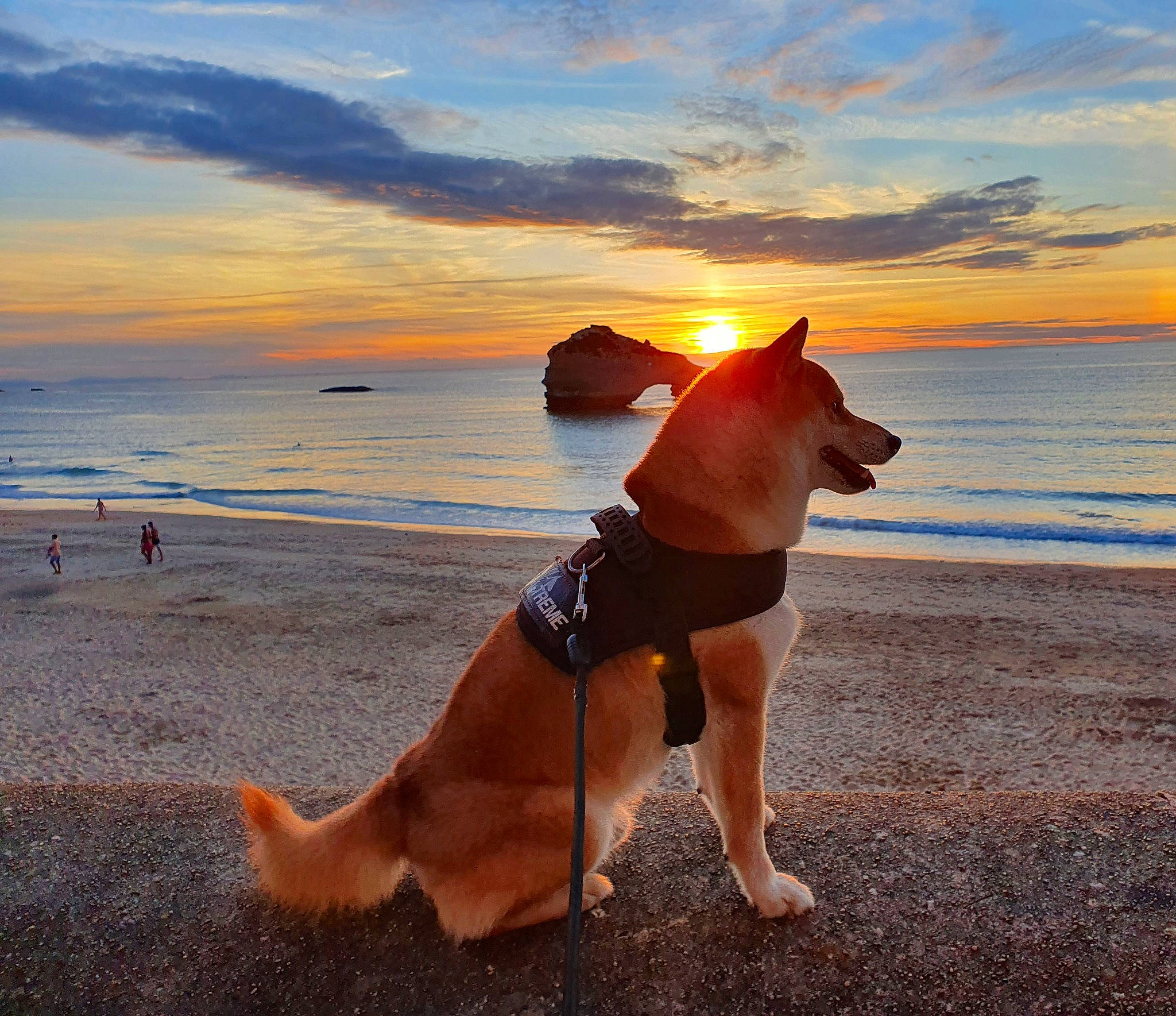 LaÏko participe au concours pour gagner de l'argent avec cette photo : beach, calm, carnivore, cloud, companion_dog, dog, dog_breed, fawn, fun, happy, horizon, landscape, leash, people_in_nature, people_on_beach, sand, sky, sunlight, water, wind_wave