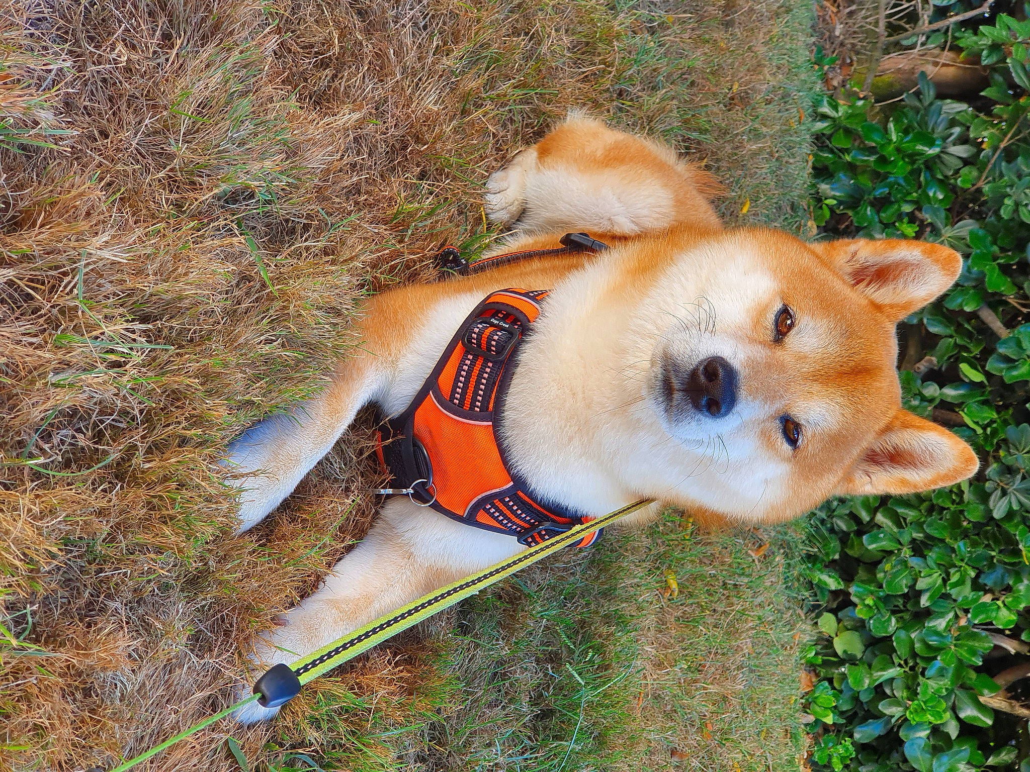 LaÏko a rejoint le concours — aidez-le/la à gagner de superbes lots ! adventure, ancient_dog_breeds, canidae, canis, carnivore, companion_dog, dingo, dog, dog_breed, dog_supply, fawn, german_spitz_klein, german_spitz_mittel, grass, non_sporting_group, plant, spitz, sporting_group, tail, terrestrial_animal