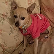 Molly joined the competition — help win amazing prizes! animal, blanket, canine, collar, companion, couch, cozy, cute, dog, domestic, floral_pattern, furniture, home, indoor, pet, pillow, pink_shirt, relaxed, seated, small_dog