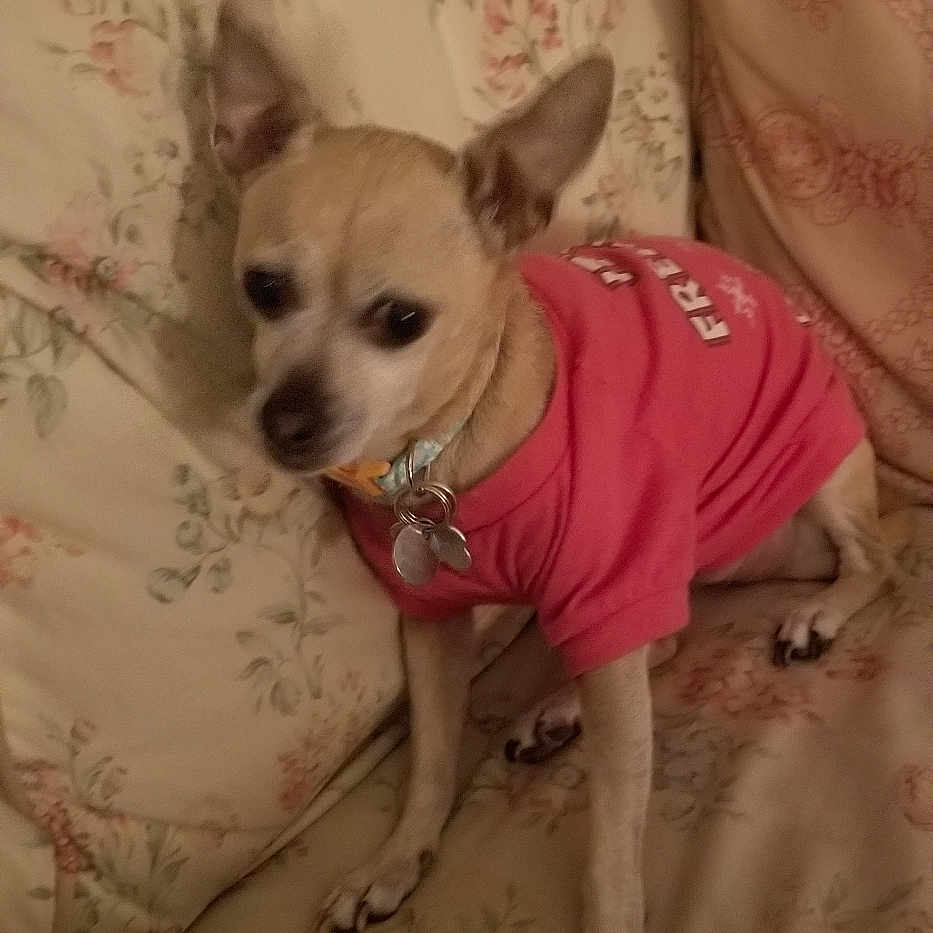 Molly joined the competition — help win amazing prizes! animal, blanket, canine, collar, companion, couch, cozy, cute, dog, domestic, floral_pattern, furniture, home, indoor, pet, pillow, pink_shirt, relaxed, seated, small_dog