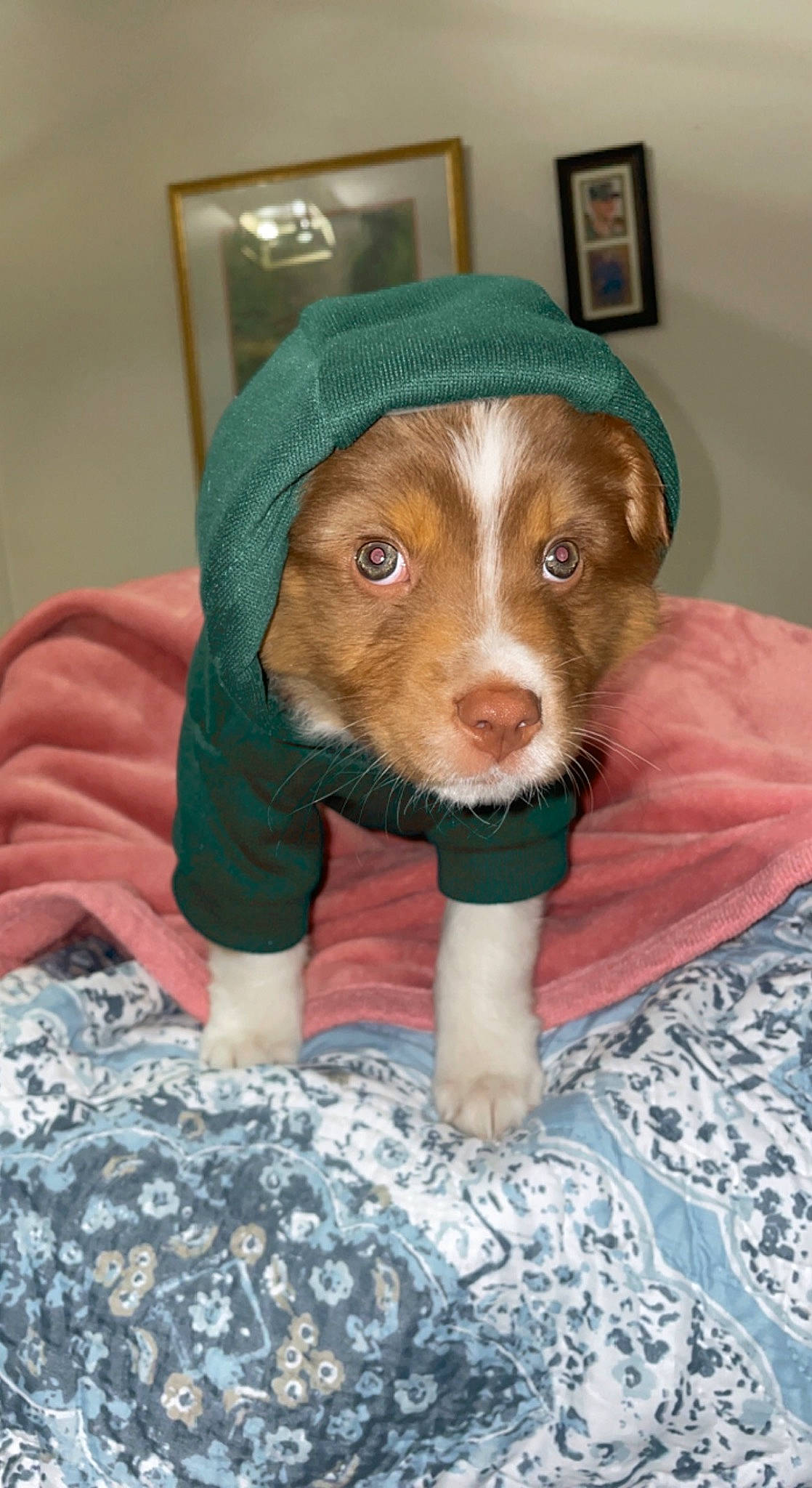 Tilly is registered to the contest to win money with this photo: canidae, carnivore, comfort, companion_dog, dog, dog_breed, dog_clothes, ear, fawn, flooring, fur, liver, pattern, sleeve, snout, sporting_group, tennis_ball, toy, whiskers, working_animal