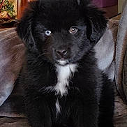 Miky participe au concours pour gagner de l'argent avec cette photo : puppy, dog, black_fur, white_patch, sitting, blanket, indoor, plant_pot, furniture, cute, young_animal, pet, fur, portrait, animal, cozy, home, curious, adorable, black_dog