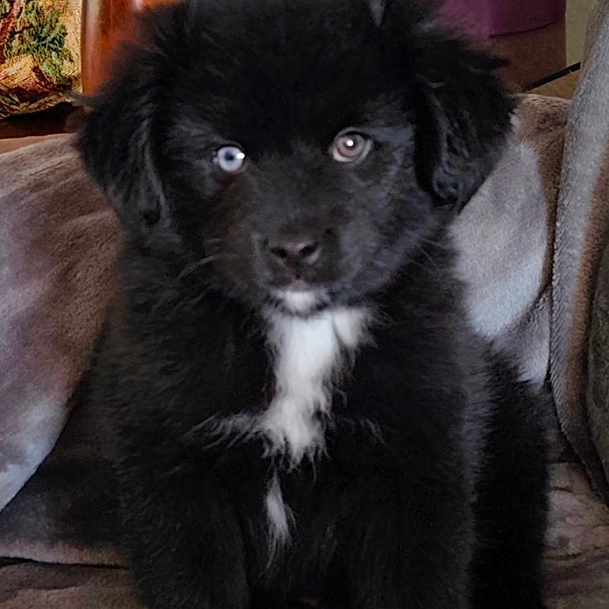 Miky participe au concours pour gagner de l'argent avec cette photo : puppy, dog, black_fur, white_patch, sitting, blanket, indoor, plant_pot, furniture, cute, young_animal, pet, fur, portrait, animal, cozy, home, curious, adorable, black_dog