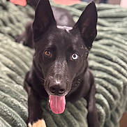 Abraxos is registered to the contest to win money with this photo: animal, black_dog, blanket, blue_eye, brown_eye, canine, close_up, cozy, cute, dog, ears, fur, heterochromia, indoor, lying_down, paw, pet, playful, portrait, tongue_out