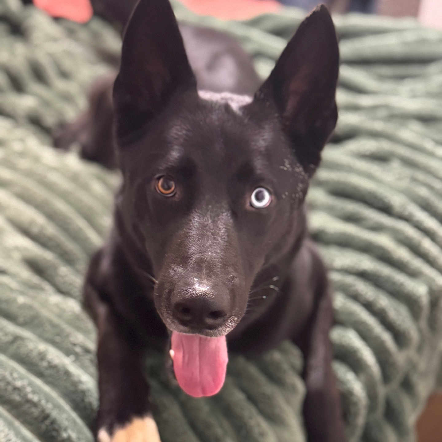 Abraxos is registered to the contest to win money with this photo: animal, black_dog, blanket, blue_eye, brown_eye, canine, close_up, cozy, cute, dog, ears, fur, heterochromia, indoor, lying_down, paw, pet, playful, portrait, tongue_out