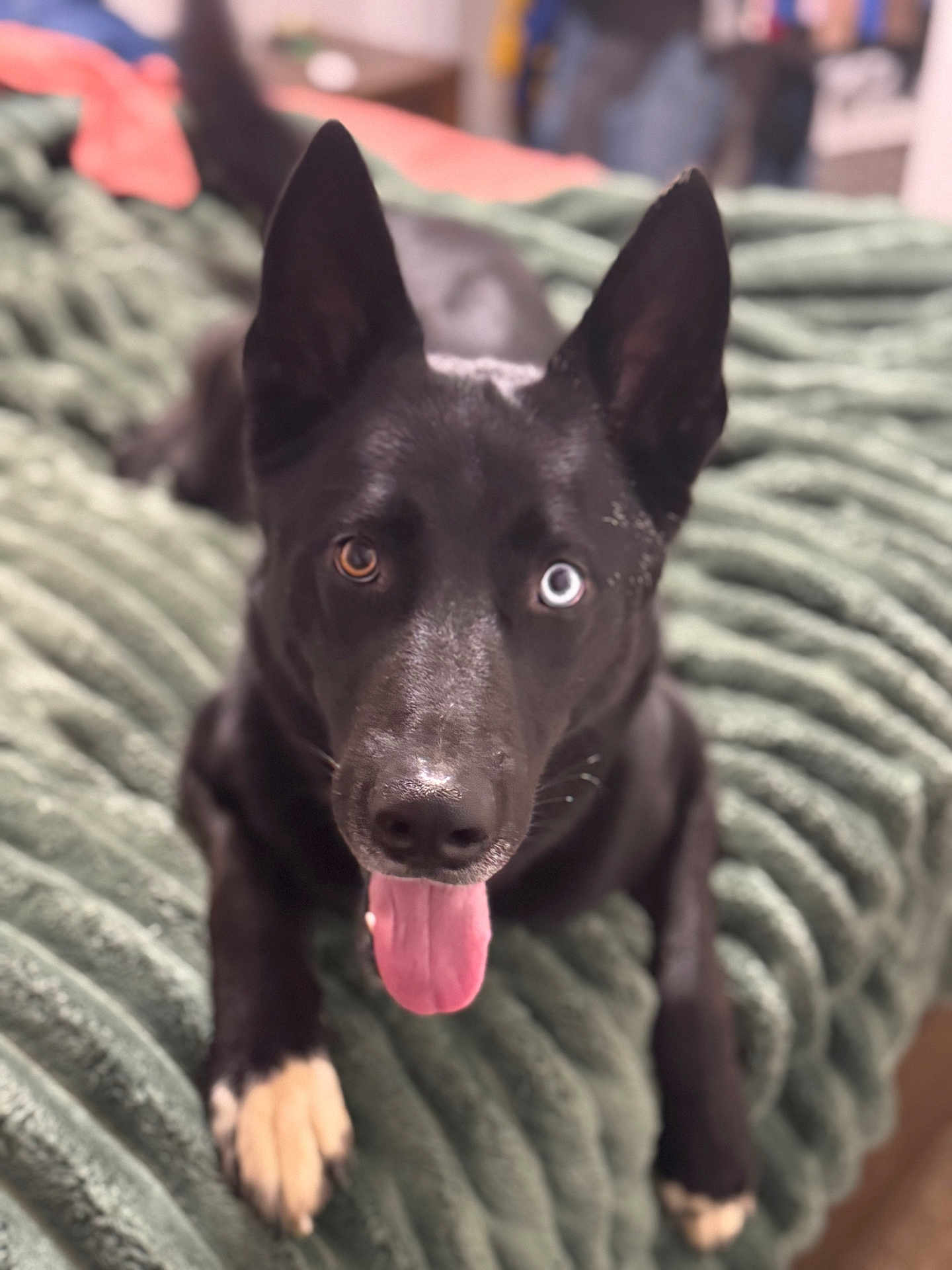 Abraxos is registered to the contest to win money with this photo: animal, black_dog, blanket, blue_eye, brown_eye, canine, close_up, cozy, cute, dog, ears, fur, heterochromia, indoor, lying_down, paw, pet, playful, portrait, tongue_out