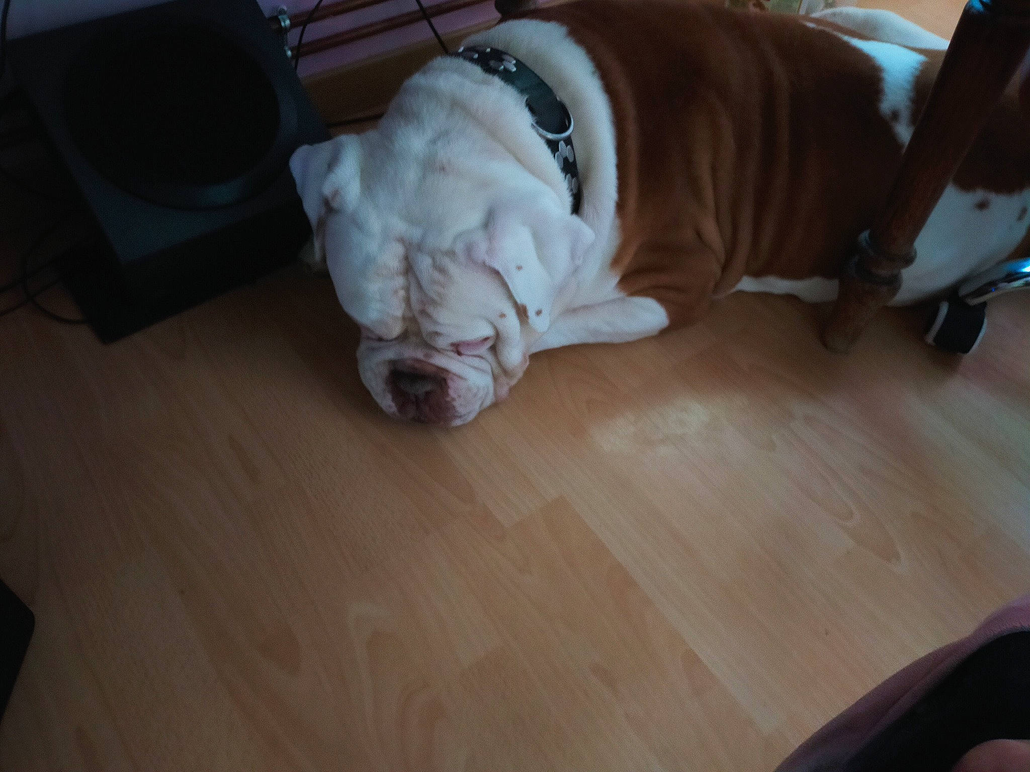 Keops participe au concours pour gagner de l'argent avec cette photo : american_bulldog, bulldog, canidae, carnivore, companion_dog, dog, dog_breed, fawn, floor, french_bulldog, hardwood, non_sporting_group, old_english_bulldog, olde_english_bulldogge, puppy, shar_pei, snout, sporting_group, tail, white_english_bulldog