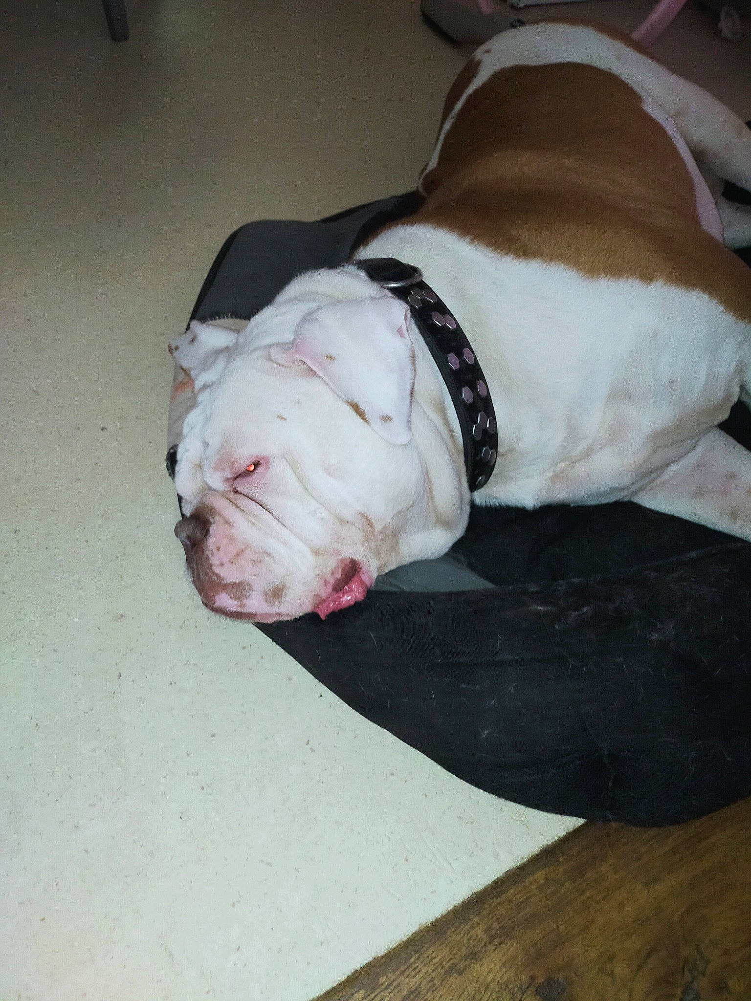 Keops participe au concours pour gagner de l'argent avec cette photo : american_bulldog, australian_bulldog, bulldog, canidae, carnivore, companion_dog, dog, dog_breed, dorset_olde_tyme_bulldogge, non_sporting_group, old_english_bulldog, olde_english_bulldogge, pit_bull, rare_breed_dog, renascence_bulldogge, snout, sporting_group, toy_bulldog, valley_bulldog, white_english_bulldog