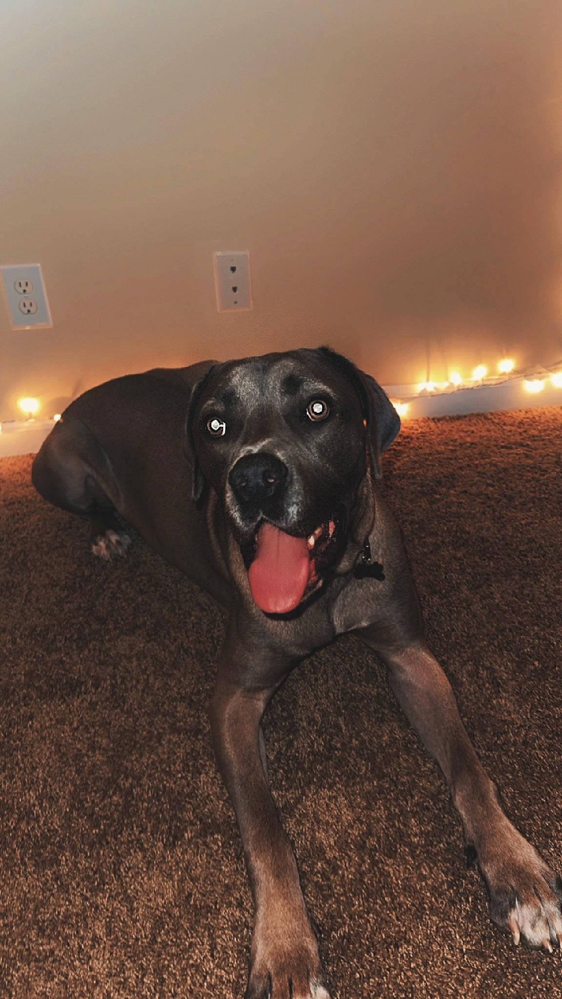 Kobe is registered to the contest to win money with this photo: ball, borador, canidae, carnivore, companion_dog, darkness, dog, dog_breed, fawn, flash_photography, flooring, fur, guard_dog, gun_dog, lighting, night, shadow, soil, wall_plate, working_animal