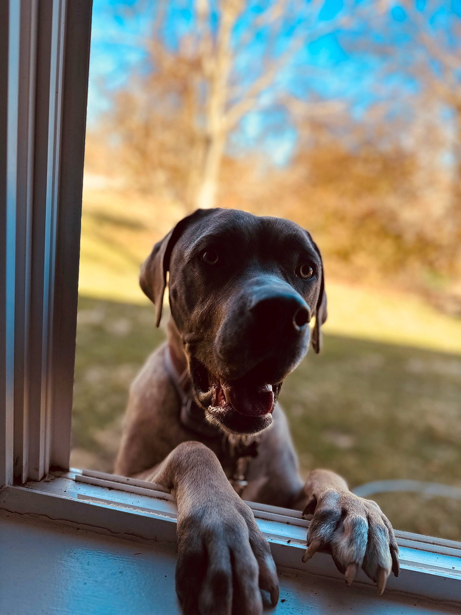 Kobe is registered to the contest to win money with this photo: canidae, carnivore, companion_dog, curtain, dog, dog_breed, dog_collar, eye, fawn, gun_dog, liver, sitting, snout, sporting_group, terrestrial_animal, tree, water, window, wood, working_animal