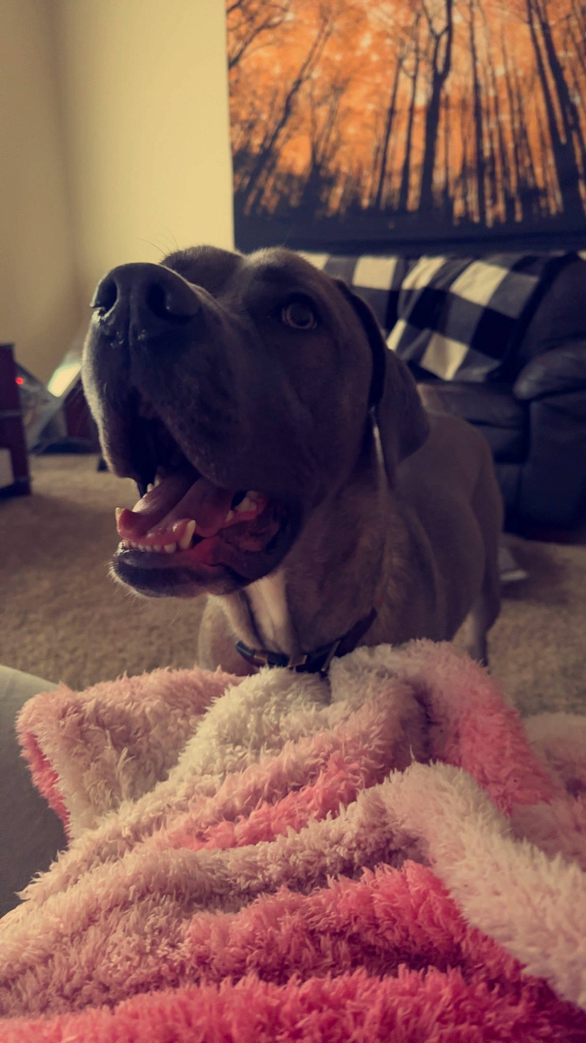 Kobe is registered to the contest to win money with this photo: canidae, carnivore, cloud, collar, comfort, companion_dog, dog, dog_breed, dog_collar, fawn, fur, guard_dog, gun_dog, liver, mammal, pet_supply, selfie, sporting_group, whiskers, working_animal