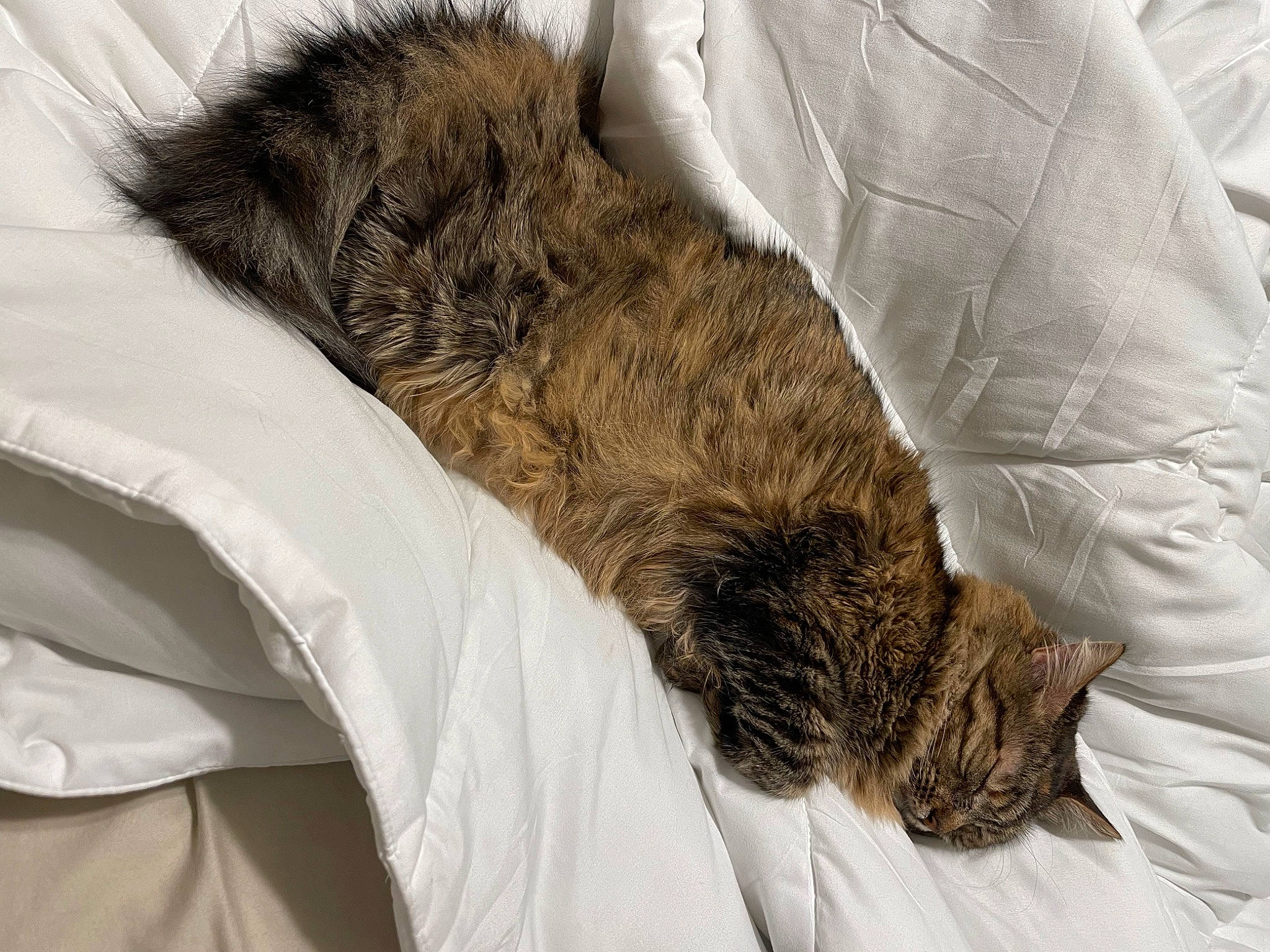 Jeffrey is registered to the contest to win money with this photo: bed, bed_sheet, bedding, carnivore, cat, claw, comfort, domestic_short_haired_cat, duvet, felidae, fur, gesture, linens, nap, paw, sleep, small_to_medium_sized_cats, sporting_group, tail, whiskers