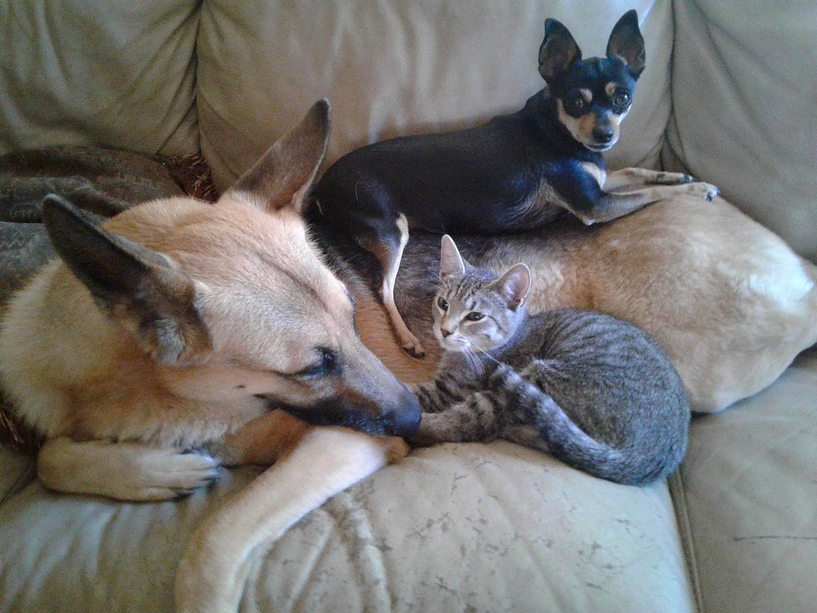 Luna is registered to the contest to win money with this photo: canidae, carnivore, cat, cat_supply, comfort, companion_dog, dog, dog_breed, domestic_short_haired_cat, fawn, felidae, fur, linens, mammal, paw, small_to_medium_sized_cats, tail, terrestrial_animal, vertebrate, whiskers