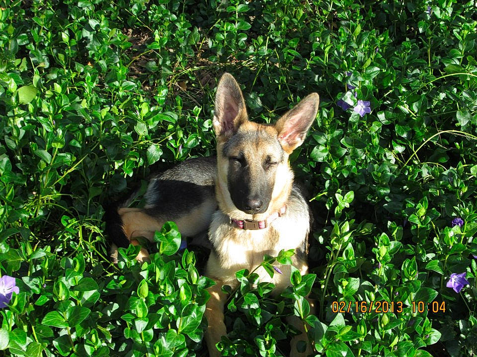 Luna joined the competition — help win amazing prizes! canidae, carnivore, companion_dog, dog, dog_breed, fawn, flower, garden, german_shepherd_dog, grass, groundcover, herb, herbaceous_plant, herding_dog, plant, shrub, sporting_group, terrestrial_animal, terrestrial_plant, working_animal
