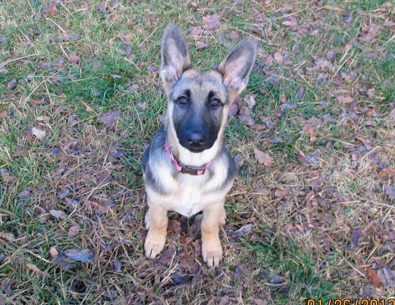 Luna joined the competition — help win amazing prizes! canidae, carnivore, collar, companion_dog, dog, dog_breed, dog_collar, dog_supply, fawn, grass, hunting_dog, non_sporting_group, snout, sporting_group, tail, terrestrial_animal, whiskers, working_animal, working_dog