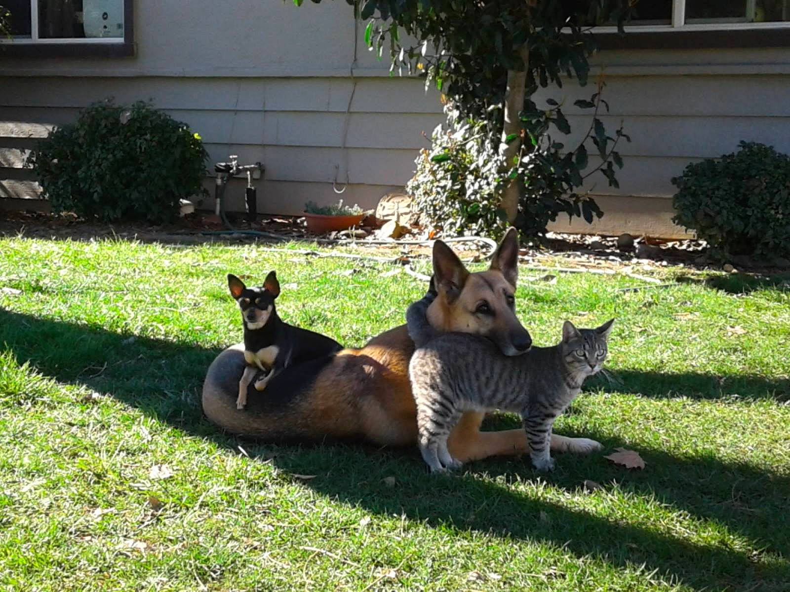 Luna is registered to the contest to win money with this photo: canidae, carnivore, companion_dog, dog, dog_breed, fawn, felidae, german_shepherd_dog, grass, groundcover, herding_dog, landscaping, lawn, plant, snout, sporting_group, tail, terrestrial_animal, tree, window