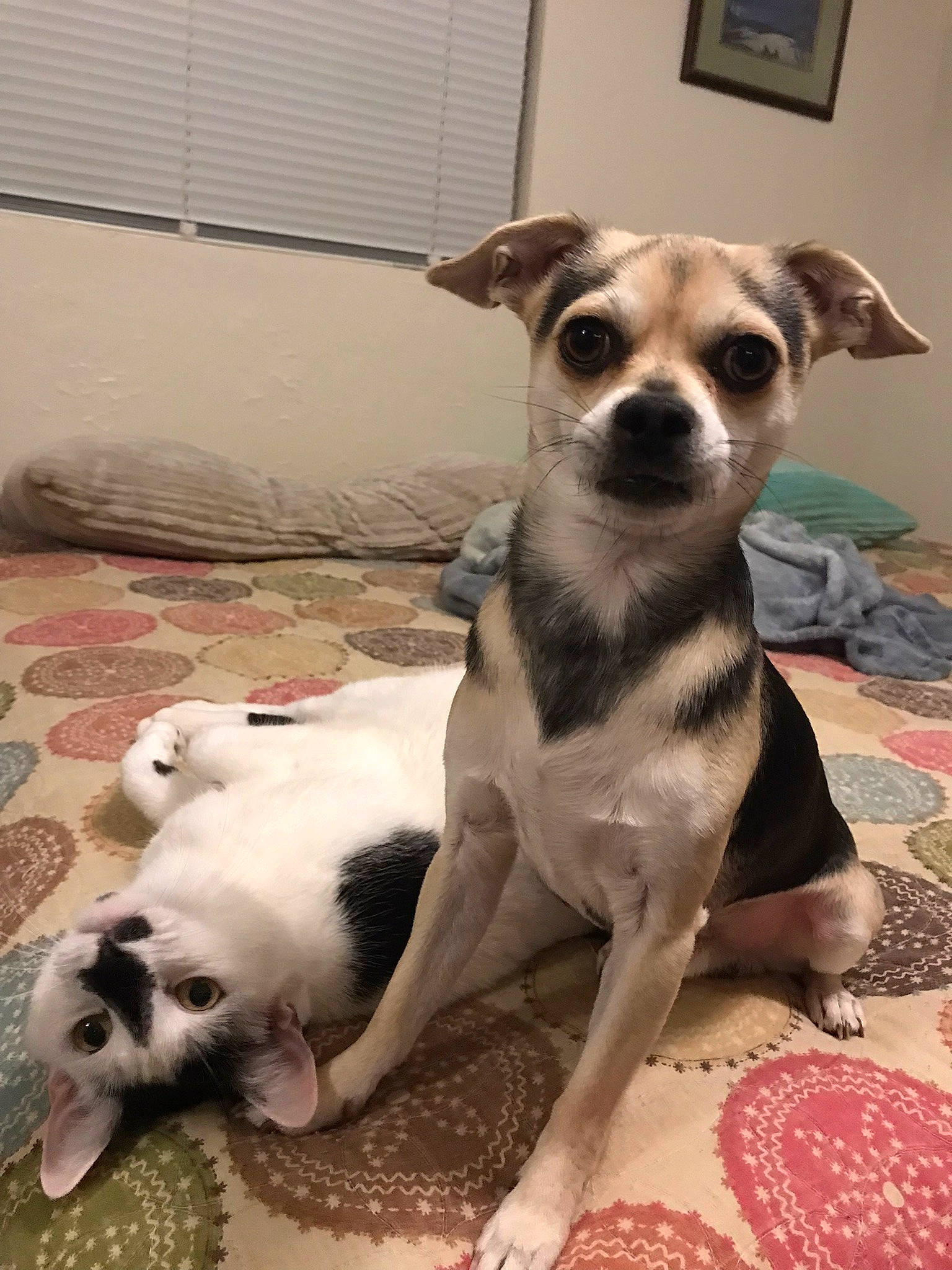 Hobbes joined the competition — help win amazing prizes! canidae, carnivore, chihuahua, collar, comfort, companion_dog, dog, dog_breed, dog_supply, fawn, fur, paw, puppy, snout, sporting_group, tail, terrestrial_animal, toy_dog, whiskers, working_animal