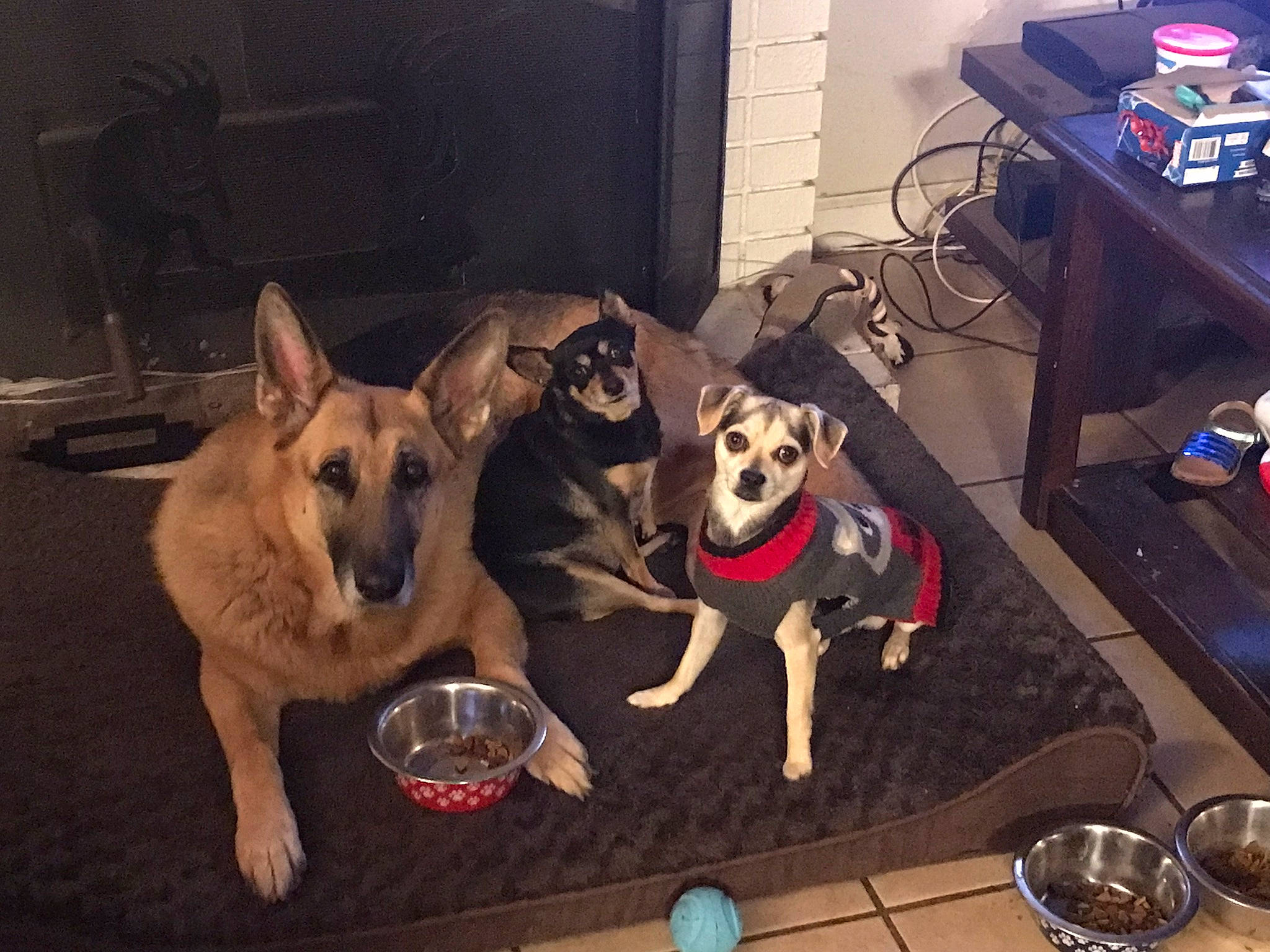 Hobbes joined the competition — help win amazing prizes! bowl, canidae, carnivore, chair, coffee_table, companion_dog, computer_keyboard, desk, dog, dog_breed, dog_supply, fawn, floor, flooring, paw, snout, sporting_group, table, tableware, working_animal