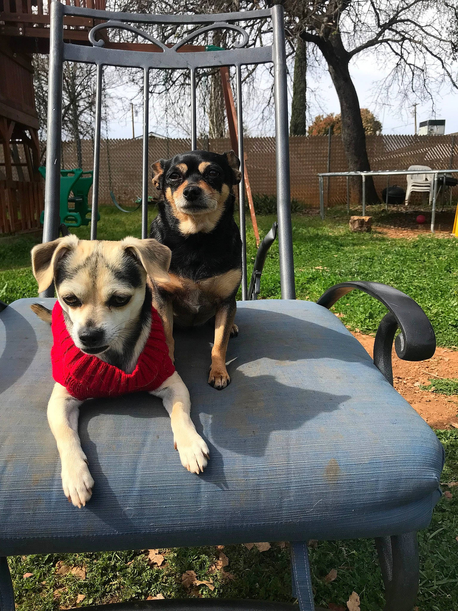 Hobbes is registered to the contest to win money with this photo: carnivore, chair, collar, companion_dog, dog, dog_breed, dog_collar, dog_supply, fawn, grass, leisure, outdoor_furniture, pet_supply, plant, recreation, sky, snout, tree, window, working_animal