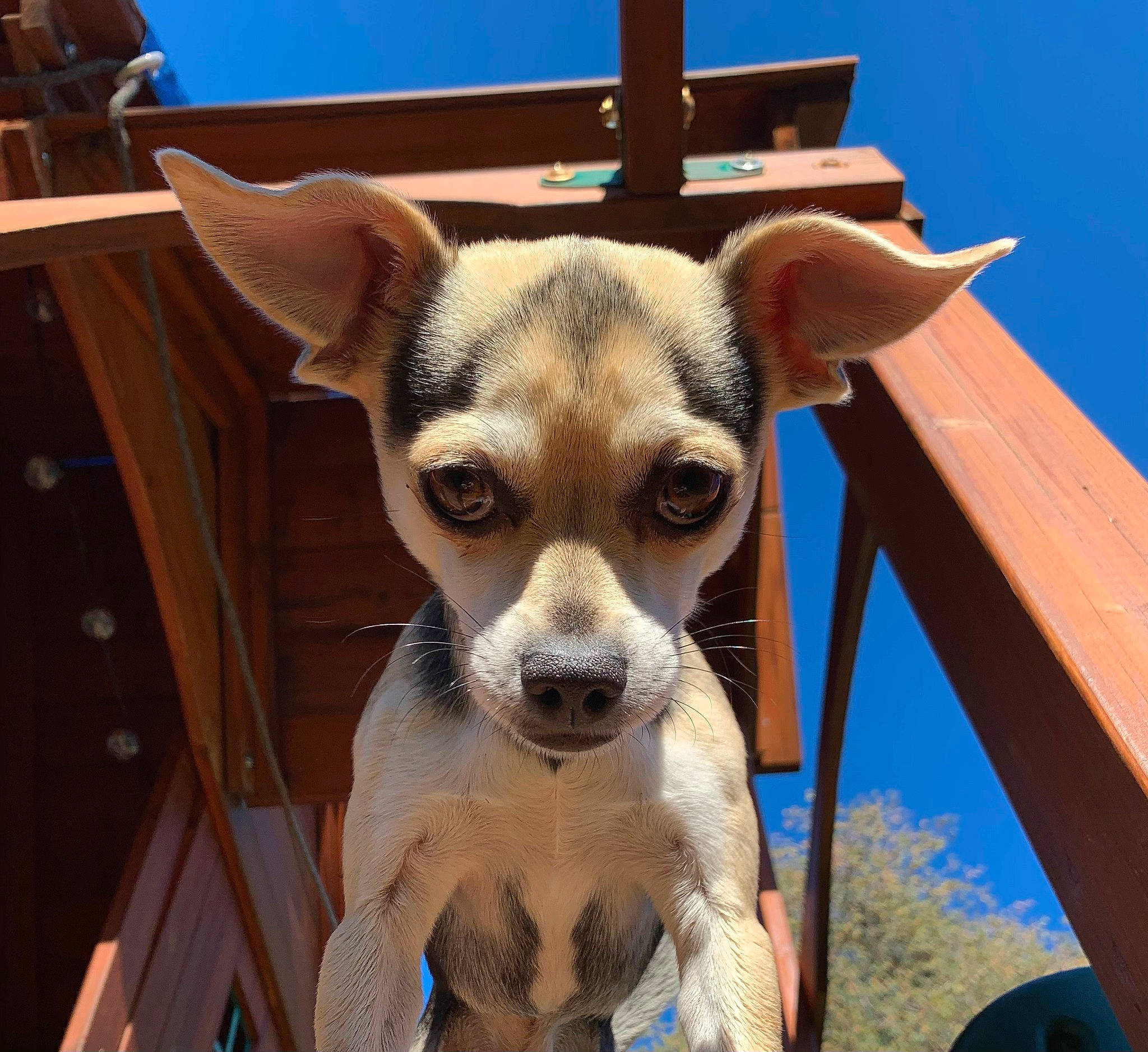 Hobbes joined the competition — help win amazing prizes! ancient_dog_breeds, canidae, carnivore, chihuahua, companion_dog, corgi_chihuahua, dog, dog_breed, dog_supply, fawn, fur, outdoor_furniture, sky, snout, terrestrial_animal, toy_dog, whiskers, wood, working_animal