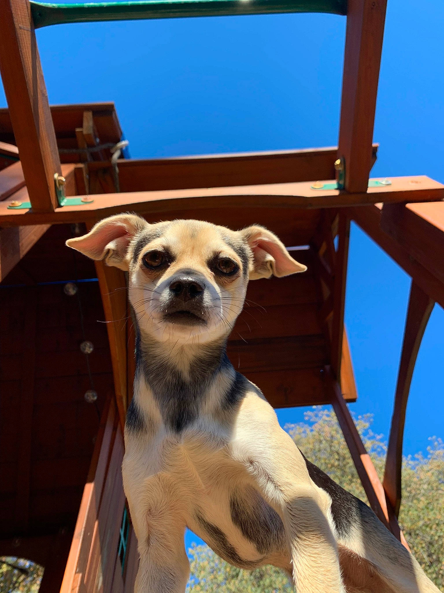 Hobbes is registered to the contest to win money with this photo: carnivore, companion_dog, dog_breed, eyewear, fawn, fur, hat, outdoor_furniture, plant, sky, snout, sunglasses, terrestrial_animal, tree, whiskers, wildlife, wood