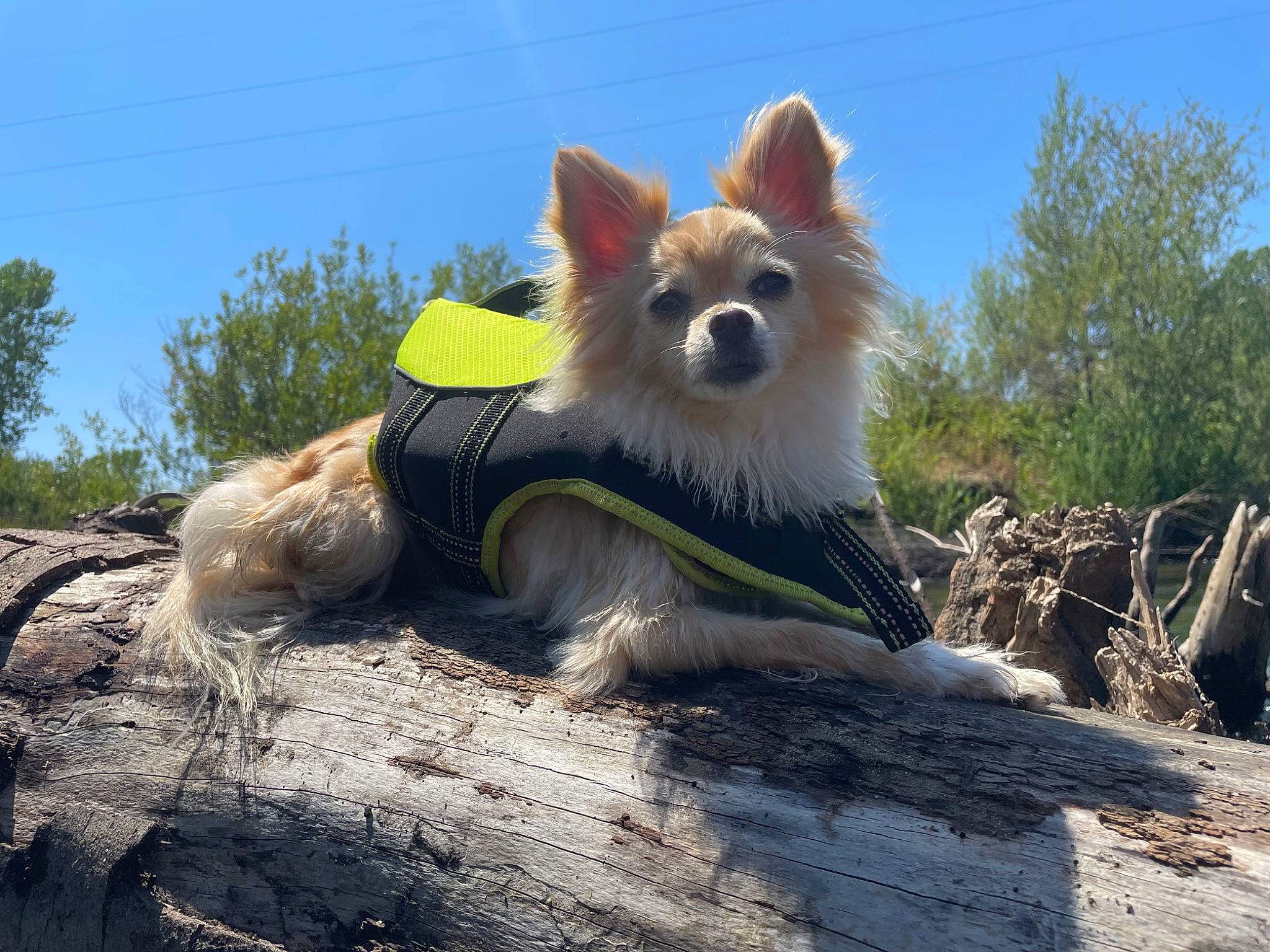 Charlie joined the competition — help win amazing prizes! canidae, carnivore, companion_dog, dog, dog_breed, dog_supply, fawn, fur, german_spitz, german_spitz_klein, german_spitz_mittel, papillon, sky, snout, spitz, sporting_group, tail, toy_dog, tree, working_animal