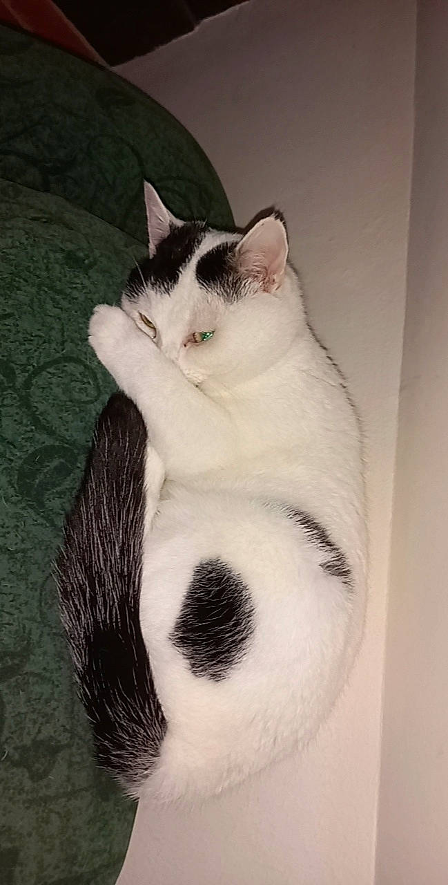 Fendi participe au concours pour gagner de l'argent avec cette photo : carnivore, cat, comfort, domestic_short_haired_cat, eye, felidae, foot, fur, iris, monochrome, monochrome_photography, nose, paw, sitting, small_to_medium_sized_cats, snout, stairs, tail, whiskers, window