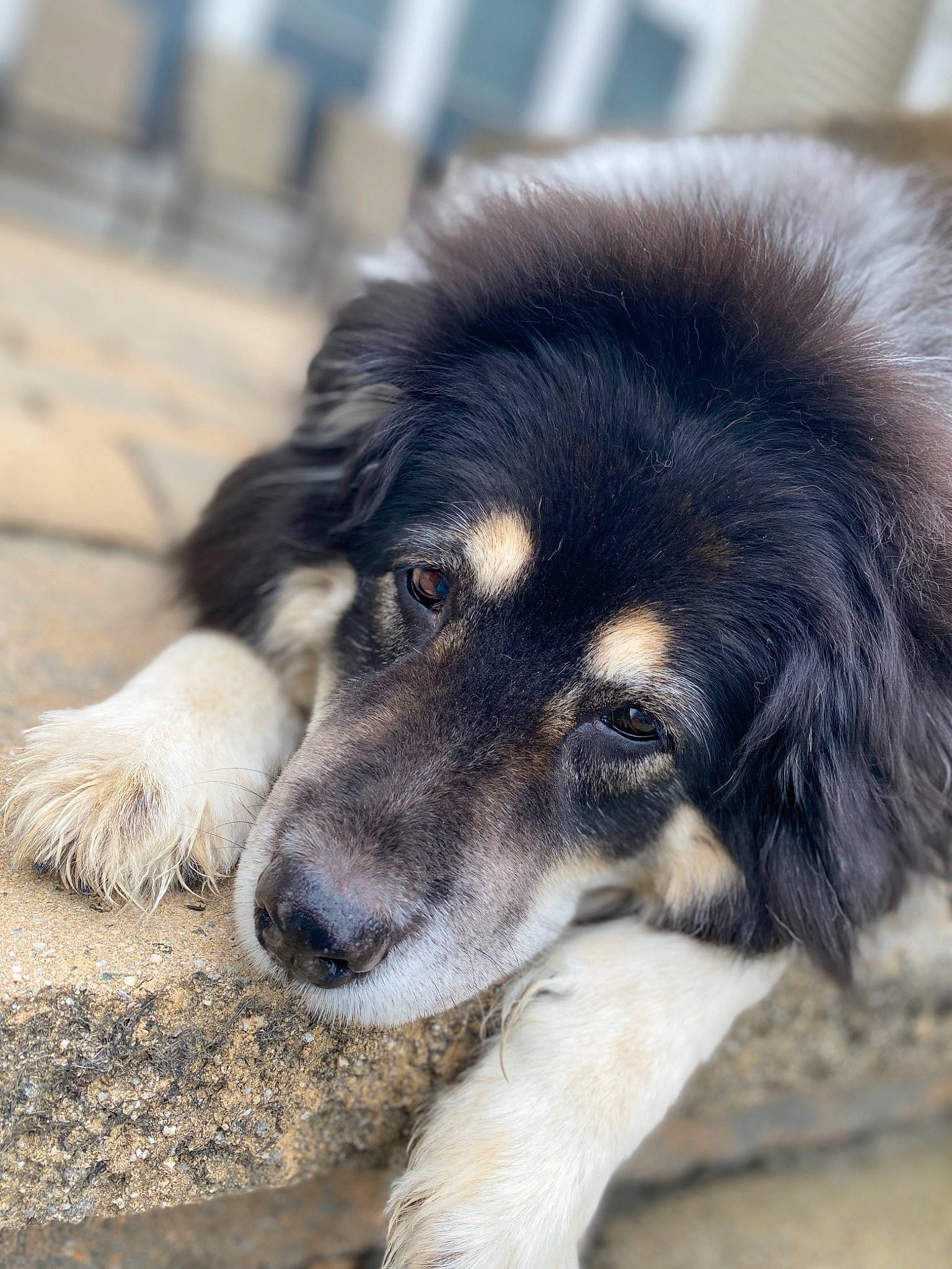 Candy joined the competition — help win amazing prizes! ancient_dog_breeds, canidae, carnivore, companion_dog, dog, dog_breed, english_shepherd, karakachan_dog, mammal, nose, rare_breed_dog, snout, sporting_group, tibetan_mastiff, vertebrate, working_dog