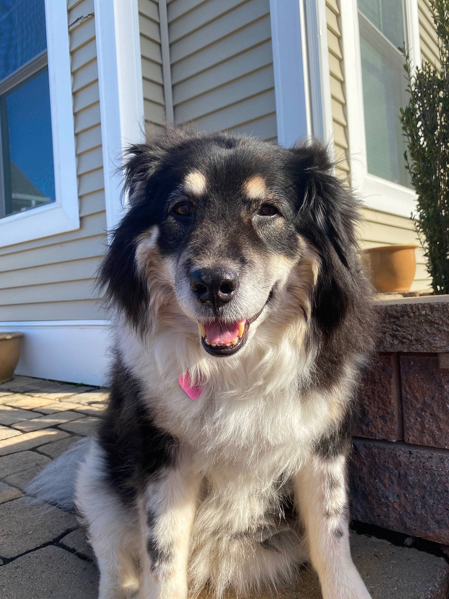 Candy joined the competition — help win amazing prizes! ancient_dog_breeds, australian_shepherd, border_collie, canidae, carnivore, carpathian_shepherd_dog, collie, companion_dog, dog, dog_breed, herding_dog, mammal, native_american_indian_dog, rare_breed_dog, sporting_group, vertebrate, working_dog