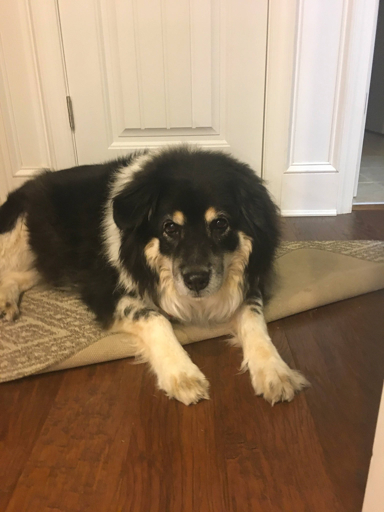 Candy is registered to the contest to win money with this photo: canidae, carnivore, companion_dog, dog, dog_breed, karakachan_dog, landseer, mammal, pyrenean_mastiff, rare_breed_dog, snout, spaniel, sporting_group, stabyhoun, tornjak, vertebrate