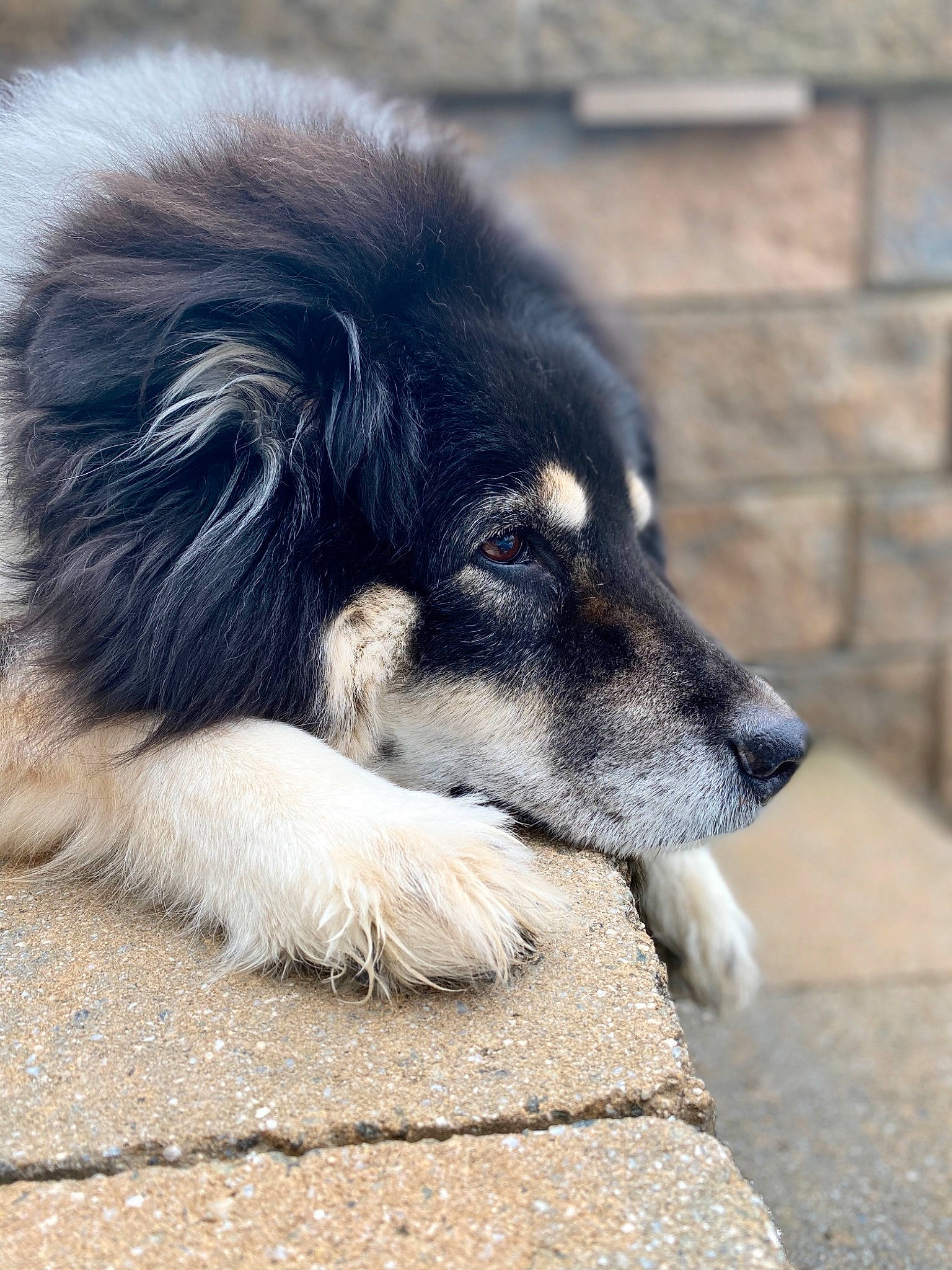 Candy joined the competition — help win amazing prizes! canidae, carnivore, carpathian_shepherd_dog, companion_dog, dog, dog_breed, mammal, puppy, rare_breed_dog, snout, sporting_group, street_dog, vertebrate