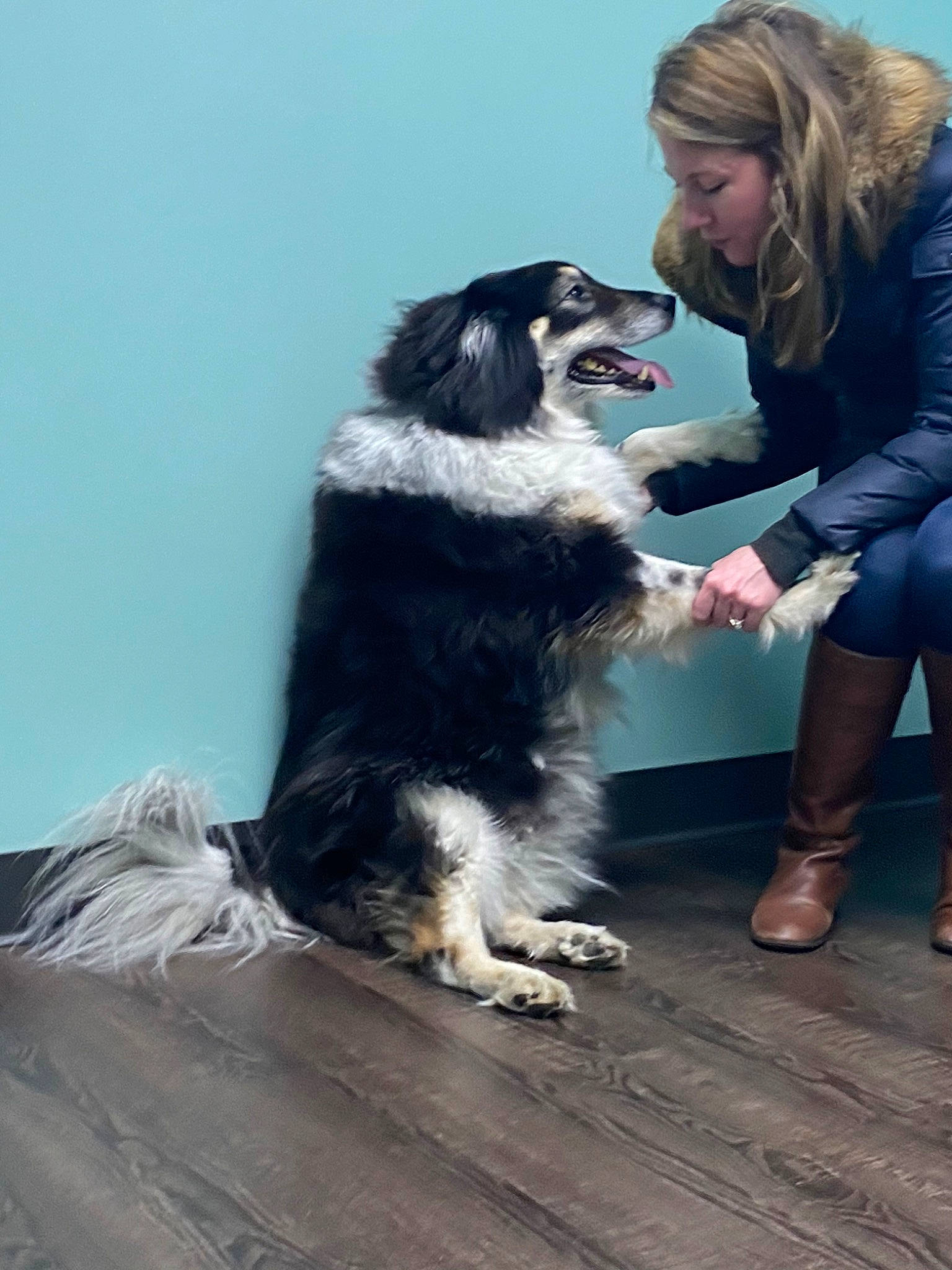 Candy joined the competition — help win amazing prizes! australian_shepherd, border_collie, canidae, carnivore, companion_dog, dog, dog_breed, mammal, sporting_group, vertebrate, working_dog