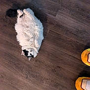 Khaleesi joined the competition — help win amazing prizes! animal, black_markings, cartoon, cat, cozy, cute, domestic, feline, flooring, fluffy, indoor, looking_up, lying_down, orange, pet, playful, relaxed, slippers, white, wooden_floor