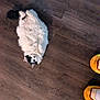 animal, black_markings, cartoon, cat, cozy, cute, domestic, feline, flooring, fluffy, indoor, looking_up, lying_down, orange, pet, playful, relaxed, slippers, white, wooden_floor