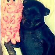 Marbles joined the competition — help win amazing prizes! bed, black_dog, blanket, closeup, cute, dog, indoor, lying_down, nap, octopus_toy, paws, pet, pillow, plush_toy, puppy, screenshot, sleeping, social_media_ui, stuffed_toy, timestamp