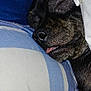 dog, sleeping, tongue_out, close_up, brindle, muzzle, pillow, bedding, striped_fabric, blanket, indoor, flash, low_light, pet, nap, cozy, household, cropped_photo, screenshot_ui, phone_display