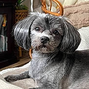 Daisy joined the competition — help win amazing prizes! dog, pet, gray_fur, couch, indoor, furniture, wooden_chair, cushion, living_room, portrait, animal, relaxed, fur, cute, companion, domestic, canine, resting, closeup, cozy