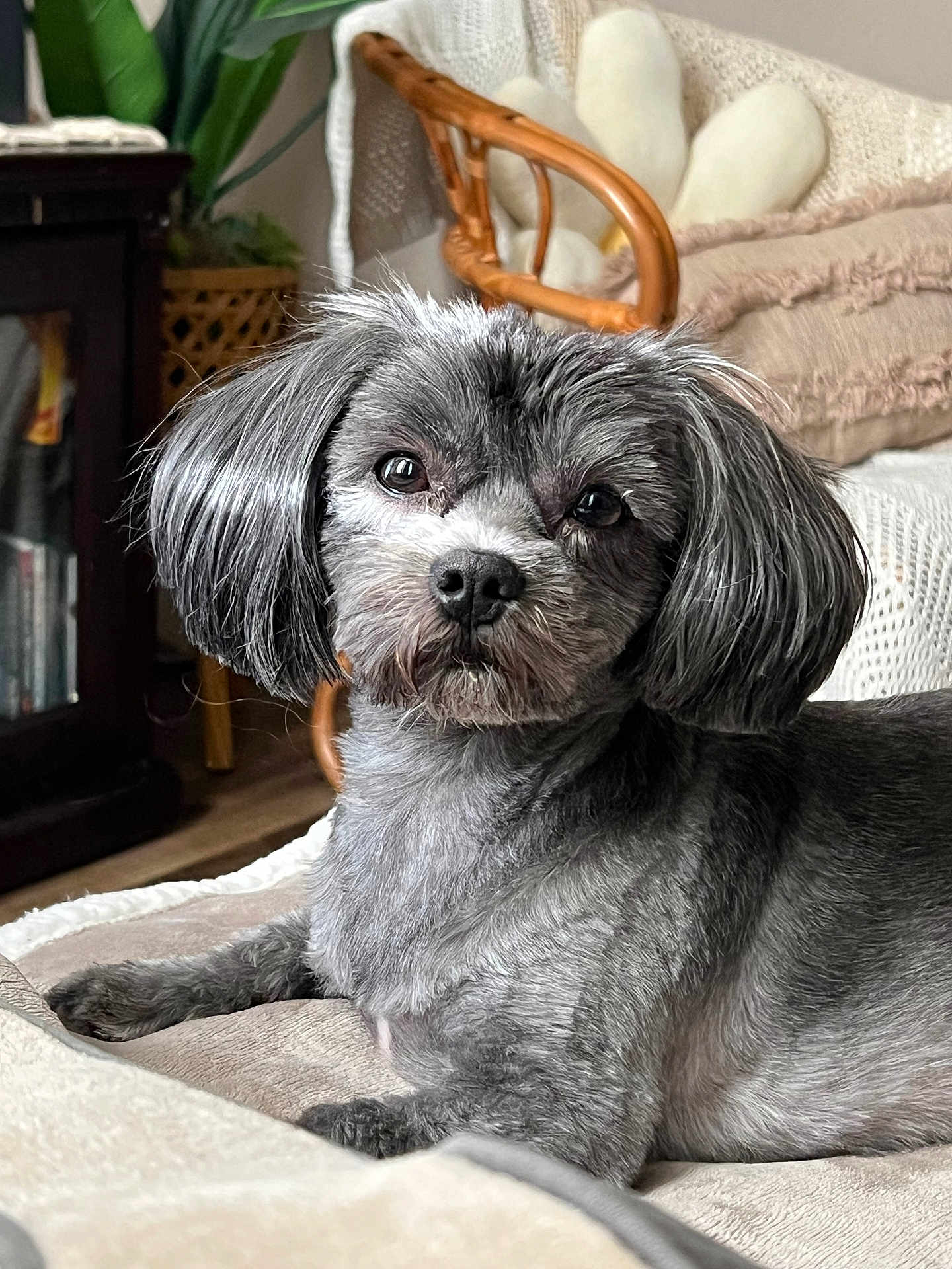 Daisy