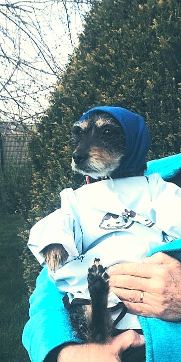 Nouka a rejoint le concours — aidez-le/la à gagner de superbes lots ! canidae, carnivore, dog_breed, snout, wildlife_biologist