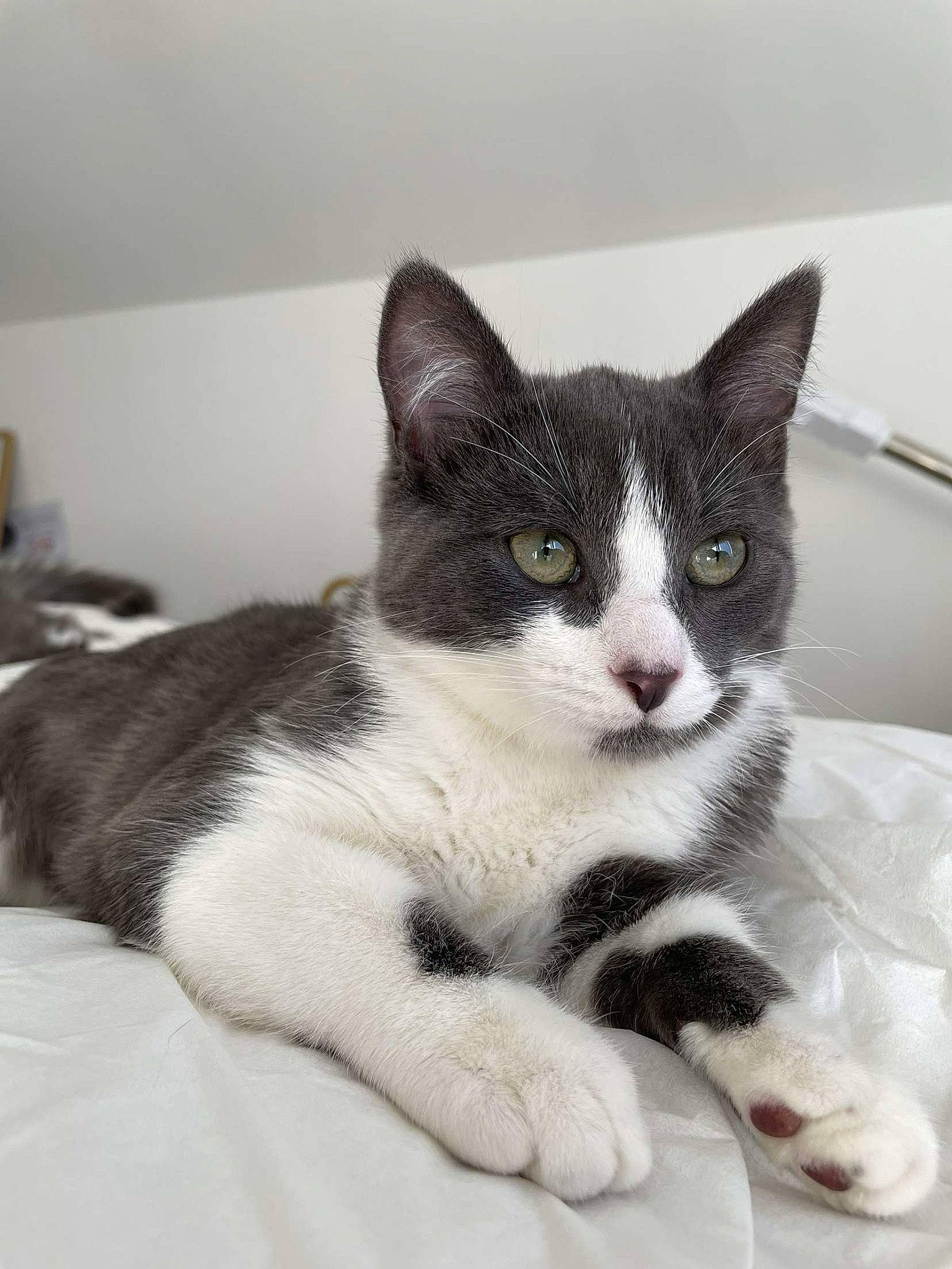 Koda a rejoint le concours — aidez-le/la à gagner de superbes lots ! carnivore, cat, claw, comfort, domestic_short_haired_cat, felidae, foot, fur, monochrome_photography, paw, sitting, small_to_medium_sized_cats, snout, tail, whiskers