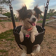 Rosie joined the competition — help win amazing prizes! chain, clouds, collar, cute, daytime, dog, ears, fence, fur, grass, happy, house, outdoor, pet, playground, sky, swing, tail, tongue_out, woodchips