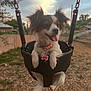 chain, clouds, collar, cute, daytime, dog, ears, fence, fur, grass, happy, house, outdoor, pet, playground, sky, swing, tail, tongue_out, woodchips