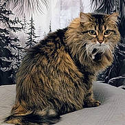 Gribouille participe au concours pour gagner de l'argent avec cette photo : cat, fluffy, tabby, animal, pet, feline, fur, portrait, indoor, bedspread, whiskers, tail, ears, eyes, sitting, background, decor, domestic, mammal, cute