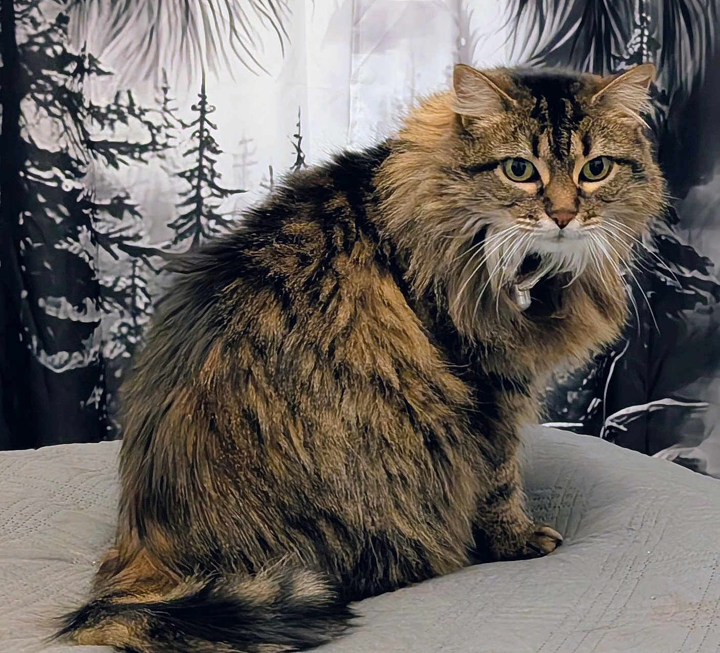 Gribouille participe au concours pour gagner de l'argent avec cette photo : cat, fluffy, tabby, animal, pet, feline, fur, portrait, indoor, bedspread, whiskers, tail, ears, eyes, sitting, background, decor, domestic, mammal, cute