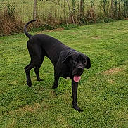 Ugo a rejoint le concours — aidez-le/la à gagner de superbes lots ! barn, black_dog, clouds, dog, farm, fence, field, grass, hay_bales, lawn, mammal, outdoor, overcast_sky, panting, pet, rural, standing, tongue_out, tree, trees